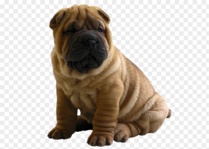 Chien Shar Pei Puppy Tibetan Mastiff Clip Art PNG