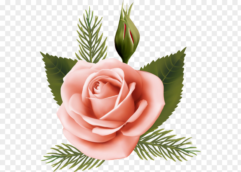 Design Garden Roses Cabbage Rose Pink Floral Cut Flowers PNG