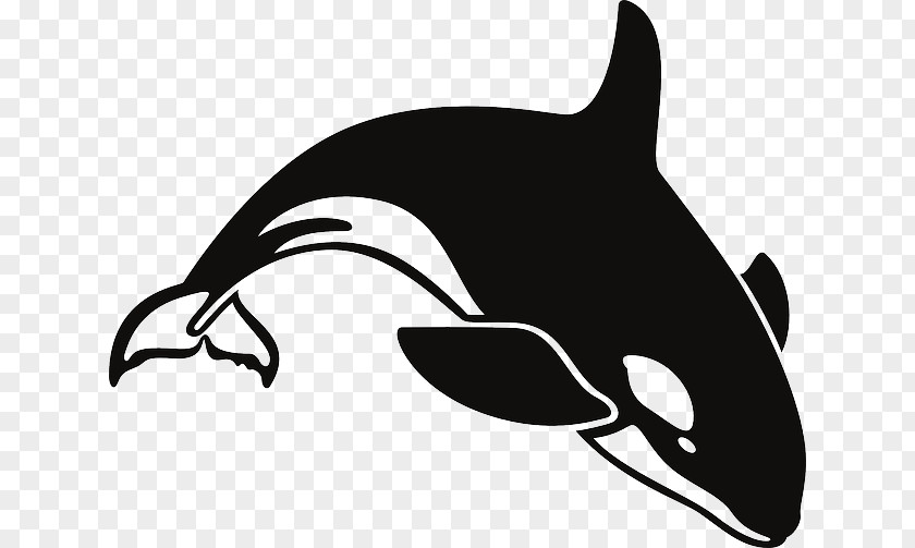 Dolphin The Killer Whale Cetacea Clip Art PNG