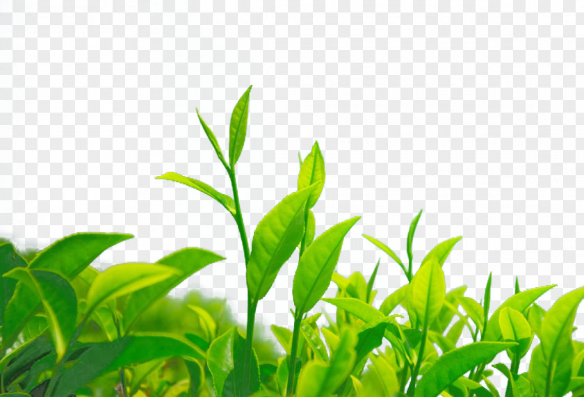 Green Tea Chrysanthemum Leaf Camellia Sinensis PNG