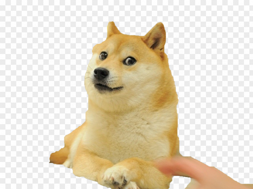 Hot Dog Shiba Inu 0 Dogecoin World Of Warcraft PNG