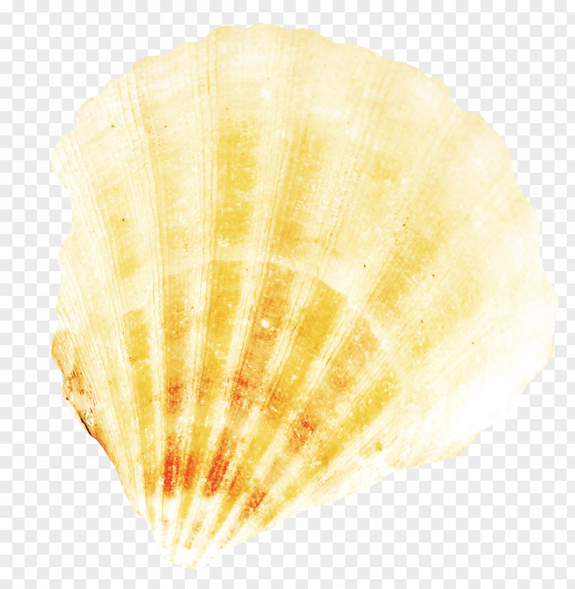 Orange Scallops Scallop Cockle PNG