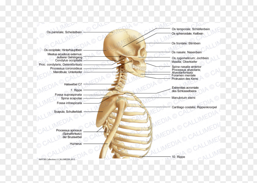 Organe Homo Sapiens Muscle Neck Bone Anatomy PNG