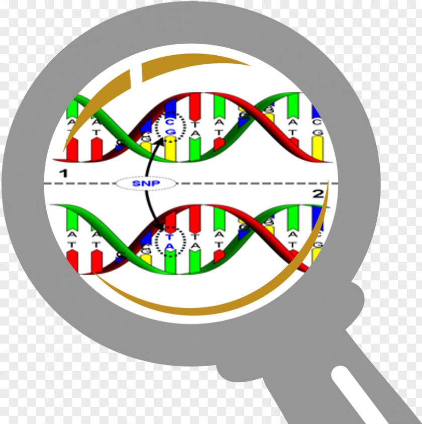 Snp Single-nucleotide Polymorphism DNA Genetics PNG