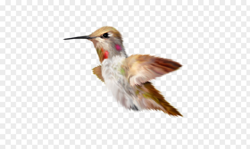 Bird Hummingbird Parrot Duck Kingfisher PNG