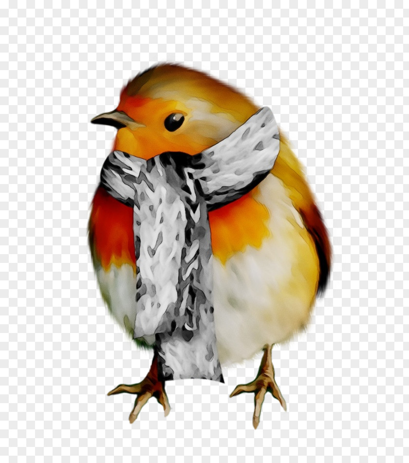 Finch Perching Bird European Robin Beak Old World Flycatcher Songbird PNG