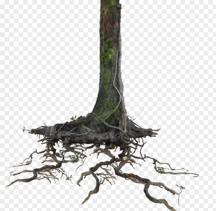 Nappy Roots Today Trunk Clip Art Tree Root PNG