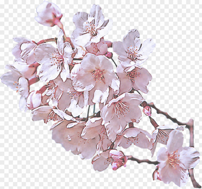 Prunus Spring Cherry Blossom PNG