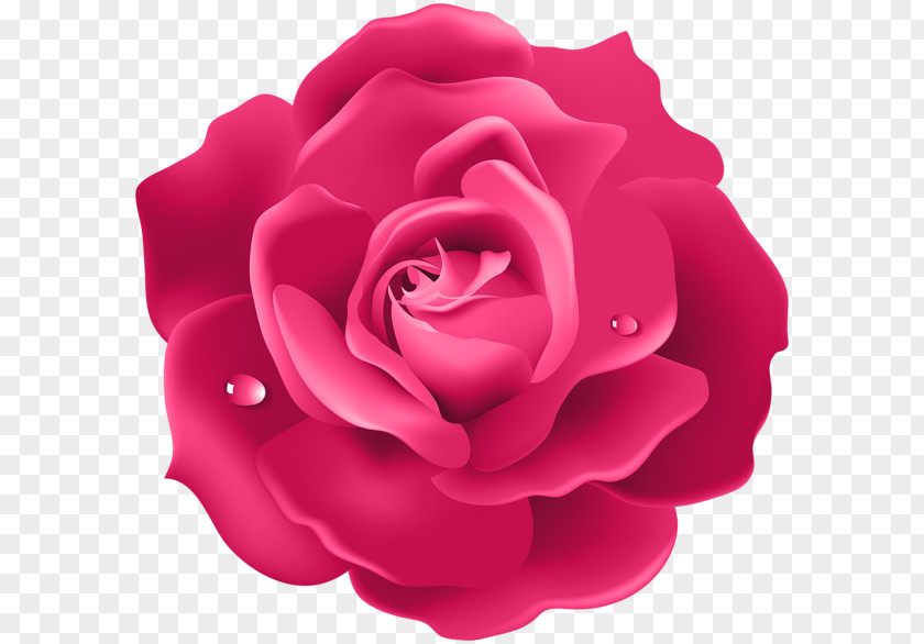 Rose Desktop Wallpaper 4K Resolution Flower PNG