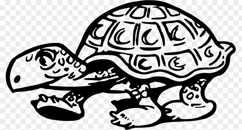 Turtle Tortoise Reptile Clip Art PNG