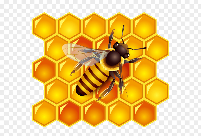 Bees And Honey Bee Honeycomb PNG