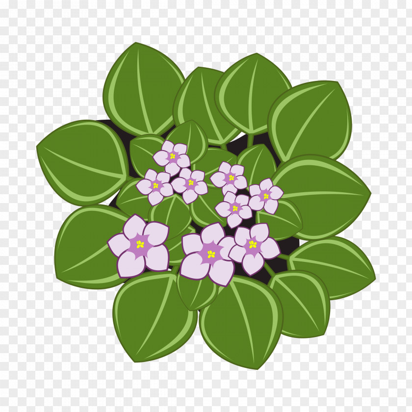 Cliparts African Violet Violets Clip Art PNG