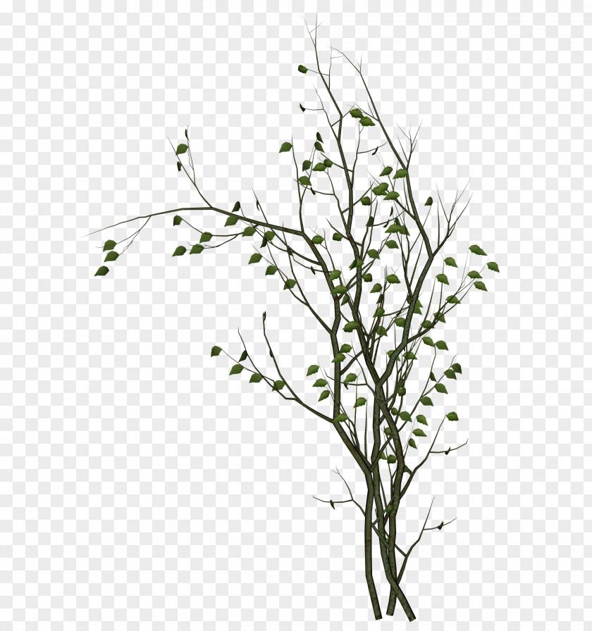 Vine Branches Clip Art PNG