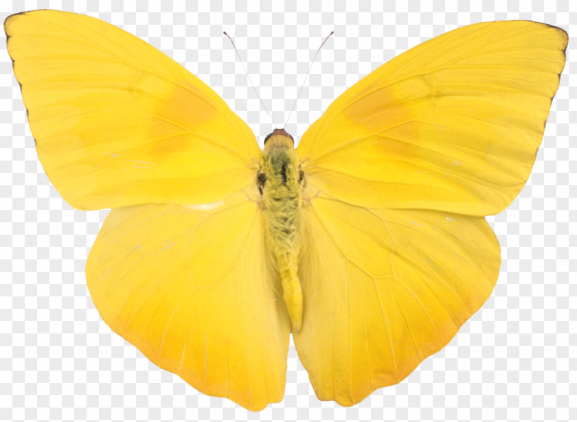 Yellow Butterfly Alpha Compositing Phoebis Sennae Child PNG