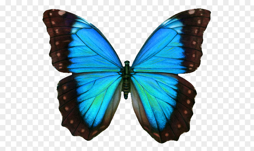 Blue Butterfly Swallowtail Clip Art PNG