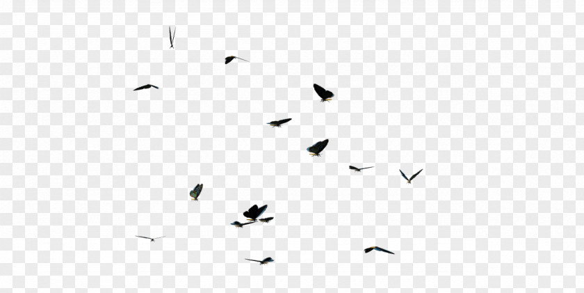 Butterflies Swarm Clipart Black And White Line Angle Point PNG