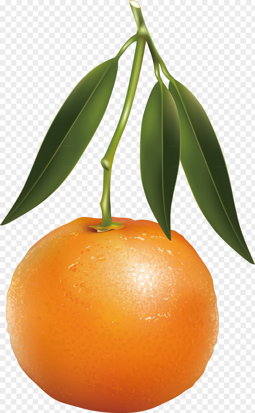 Orange Vector Decoration Design Tangerine Mandarin Fruit Illustration PNG