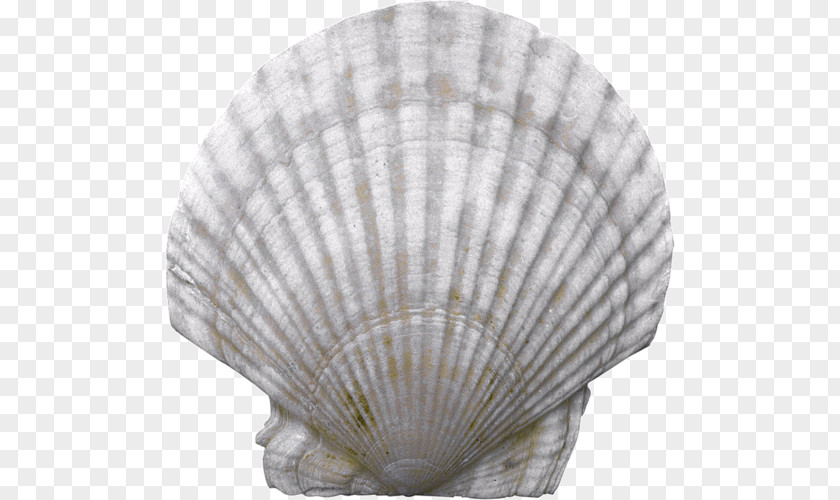 Seashell Sher-e-Kashmir University Of Agricultural Sciences And Technology Nacre Conchology PNG