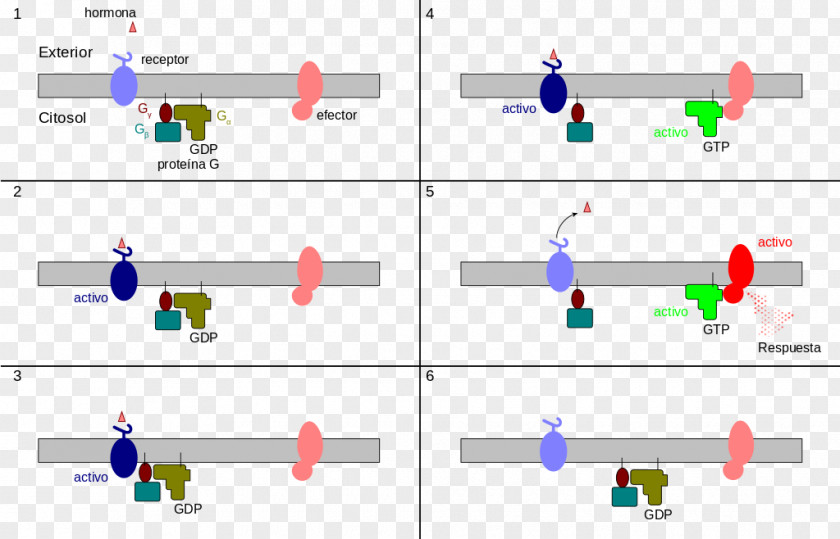 Waterfall Vector G Protein–coupled Receptor Heterotrimeric Protein PNG