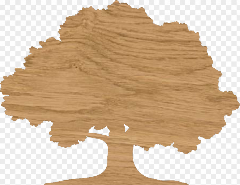 Wood Floor Drawing Tree English Oak PNG