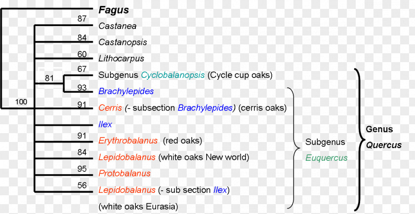 Camus Oak Phylogenetic Tree Phylogenetics Taxonomy PNG