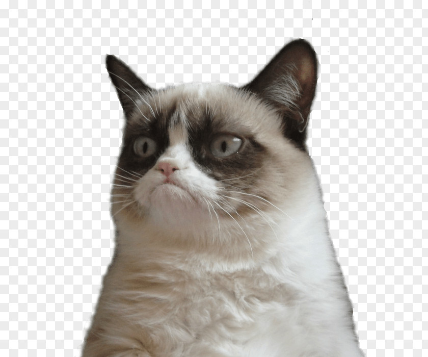 Cats Grumpy Cat Snowshoe Clip Art PNG