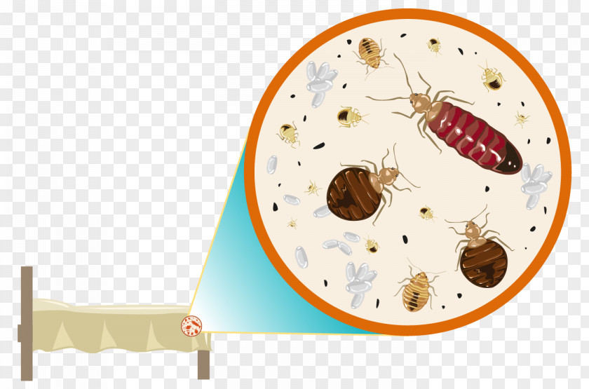 Cockroach Bed Bug Control Techniques Pest Bite PNG