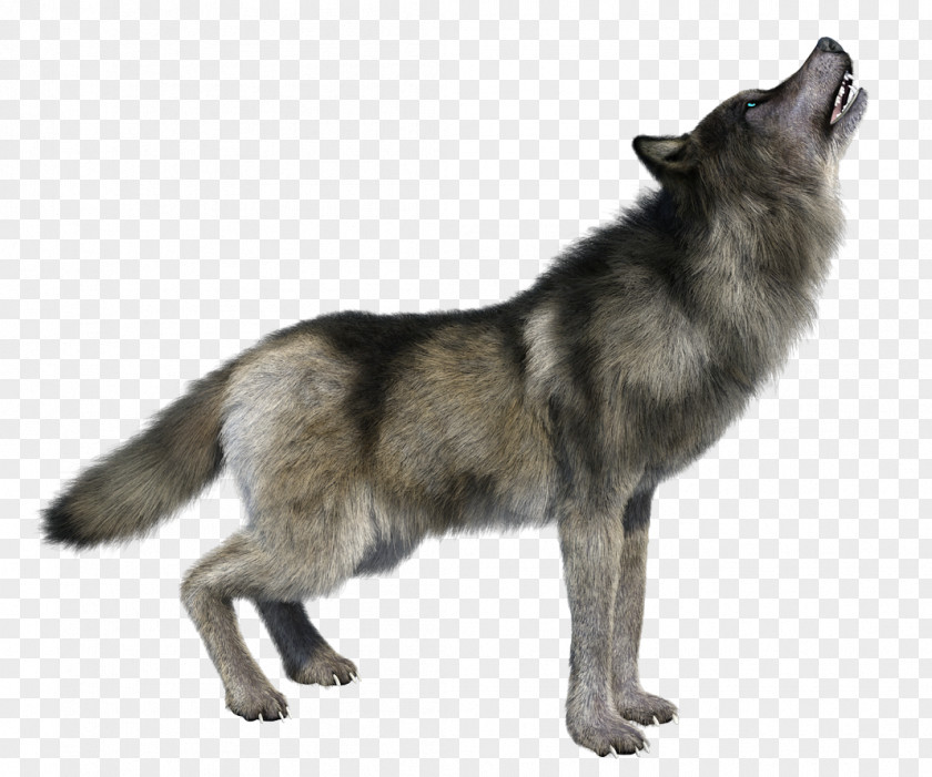 Dire Wolf Size Stock Photography Image Royalty-free Vector Graphics Illustration PNG