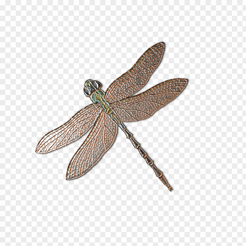 Dragonfly Specimens Insect Cartoon PNG