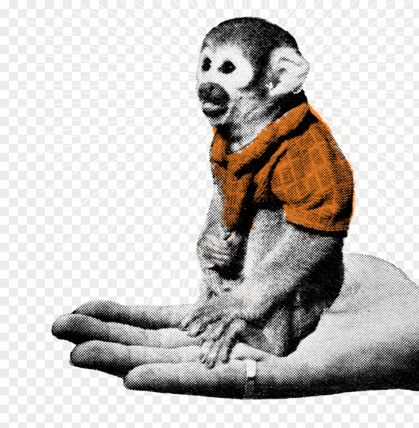 Monkey Homo Sapiens Human Behavior Finger PNG