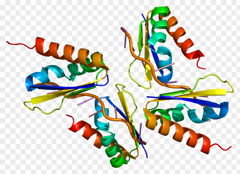 PCBP2 Protein Gene HNRPK PTBP1 PNG