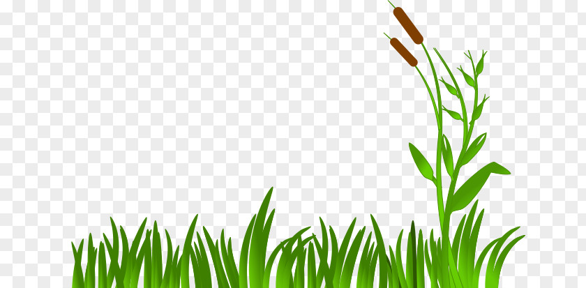 Plant Stem Chives Green Grass Background PNG