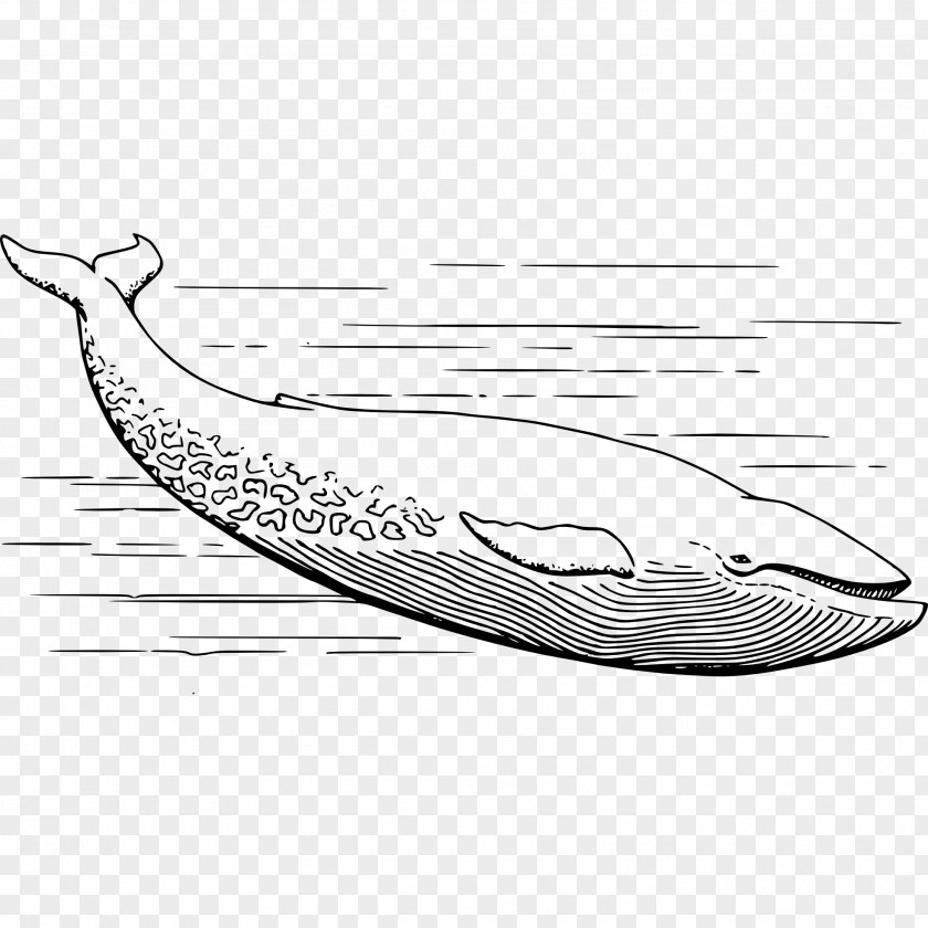 Whale Vehicle Cartoon PNG