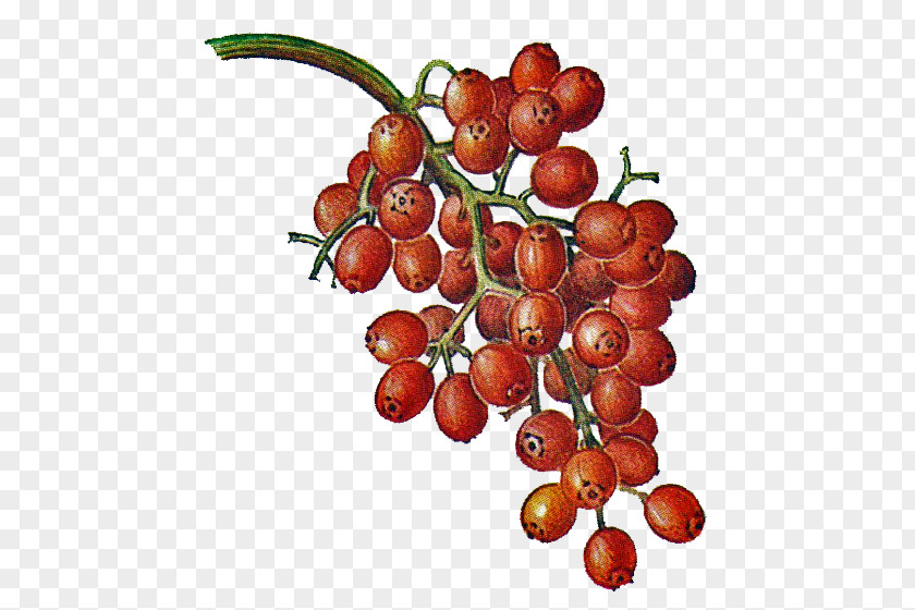 Cherry Berry Liqueur Eau De Vie Fruit Malus Sylvestris PNG