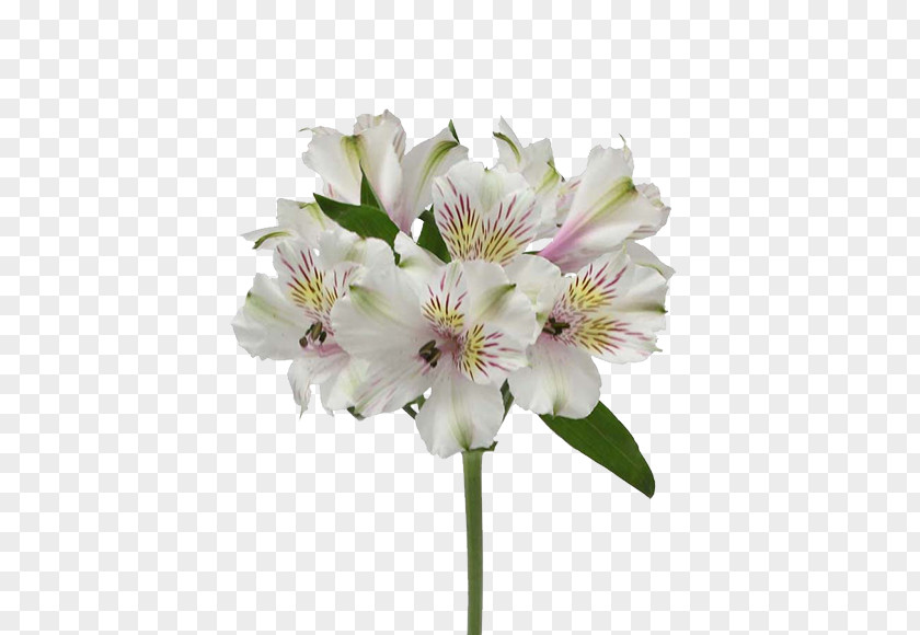Flower Lily Of The Incas Max Flowers Ivanovo Cut PNG