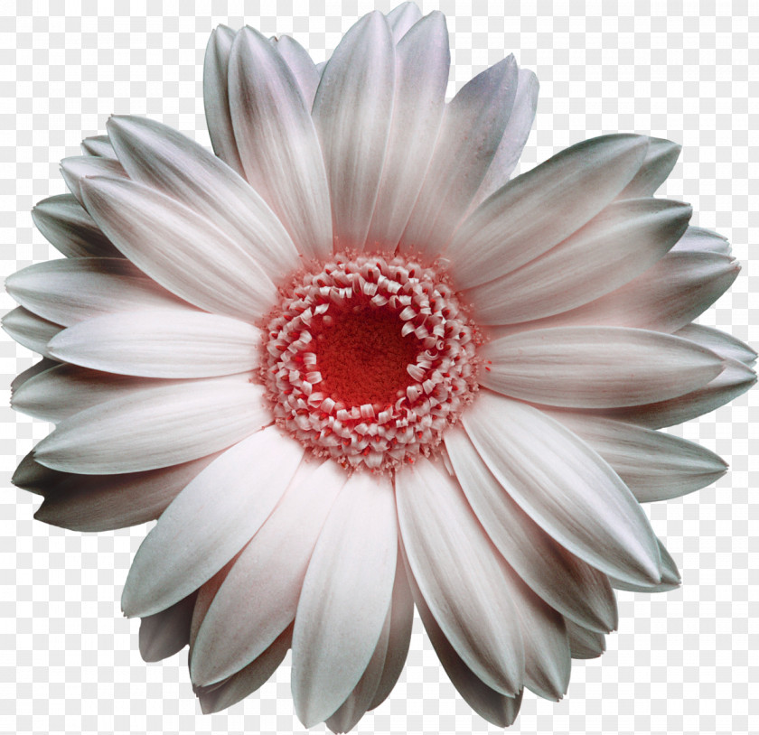 Gerbera Transvaal Daisy White Flower Bouquet Yellow PNG