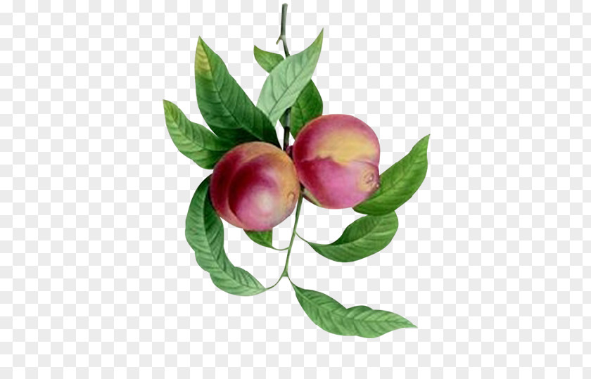 Passion Fruit Peach Plum Food Apple PNG