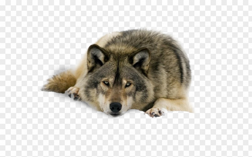 Arctic Wolf Desktop Wallpaper Lone Pack Black PNG