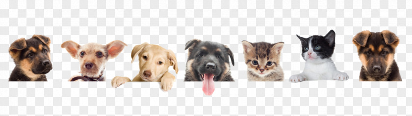 Dog Pet Sitting Puppy Kitten Cat PNG