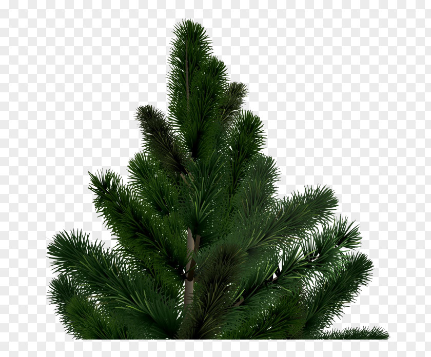 Fir Tree Material Christmas PNG