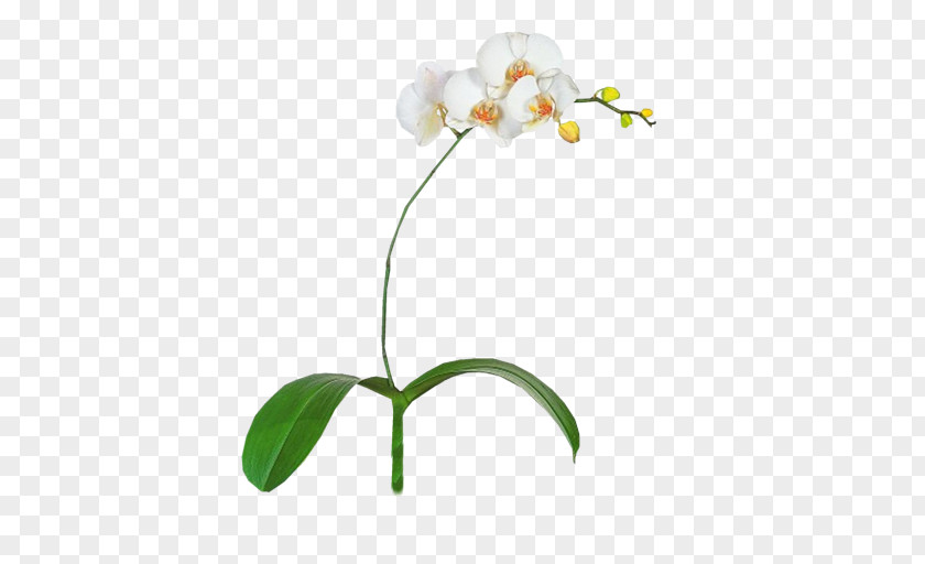 Orchid Moth Orchids Image File Formats Plant PNG