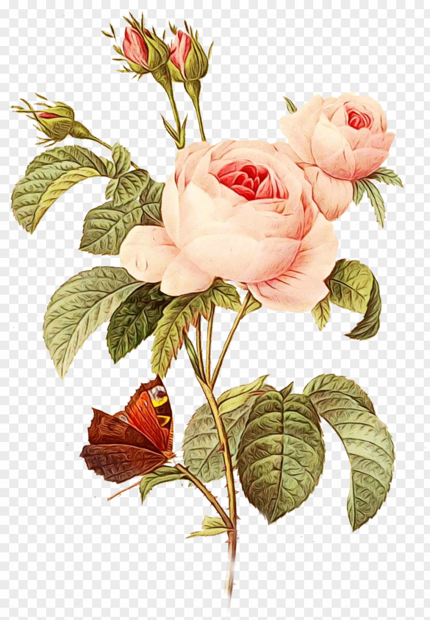 Prickly Rose Pink Garden Roses PNG