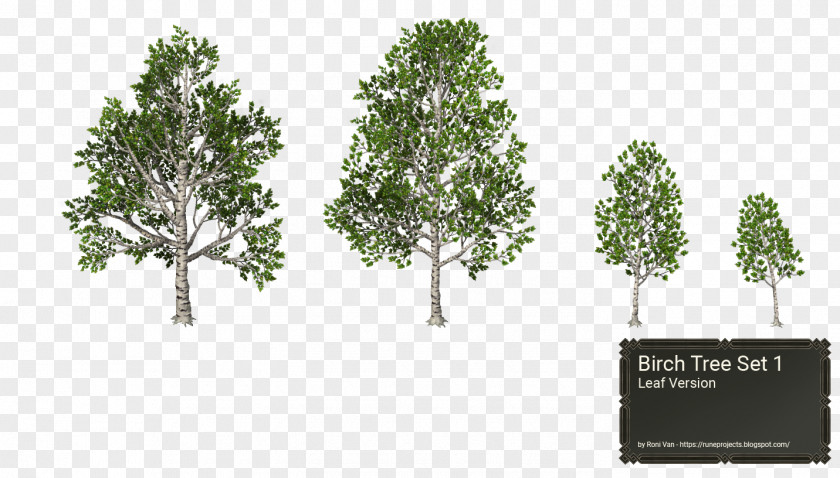 Leaf Pine Family Branching PNG