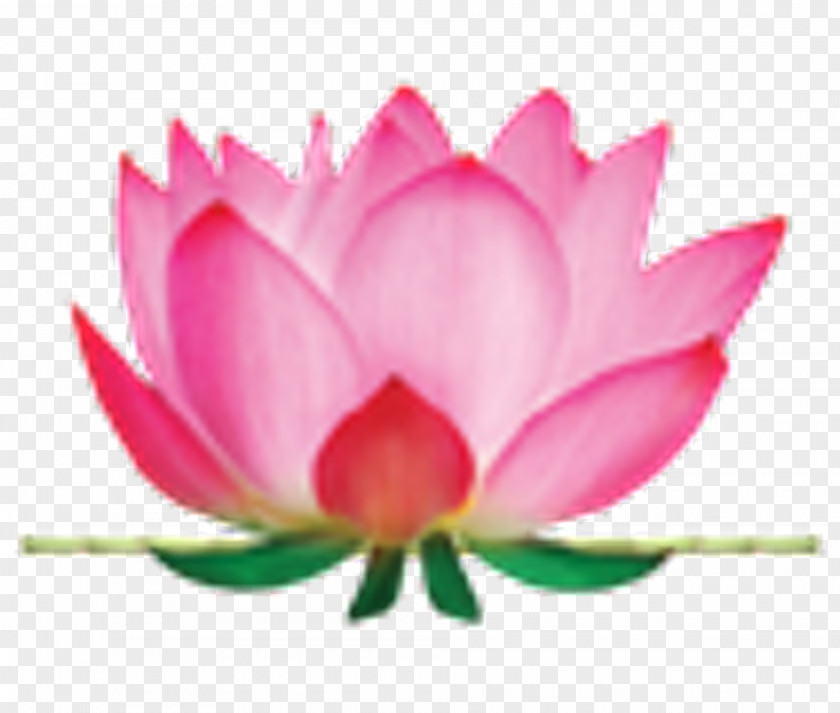 Magenta Plant Stem Pink Flower Cartoon PNG