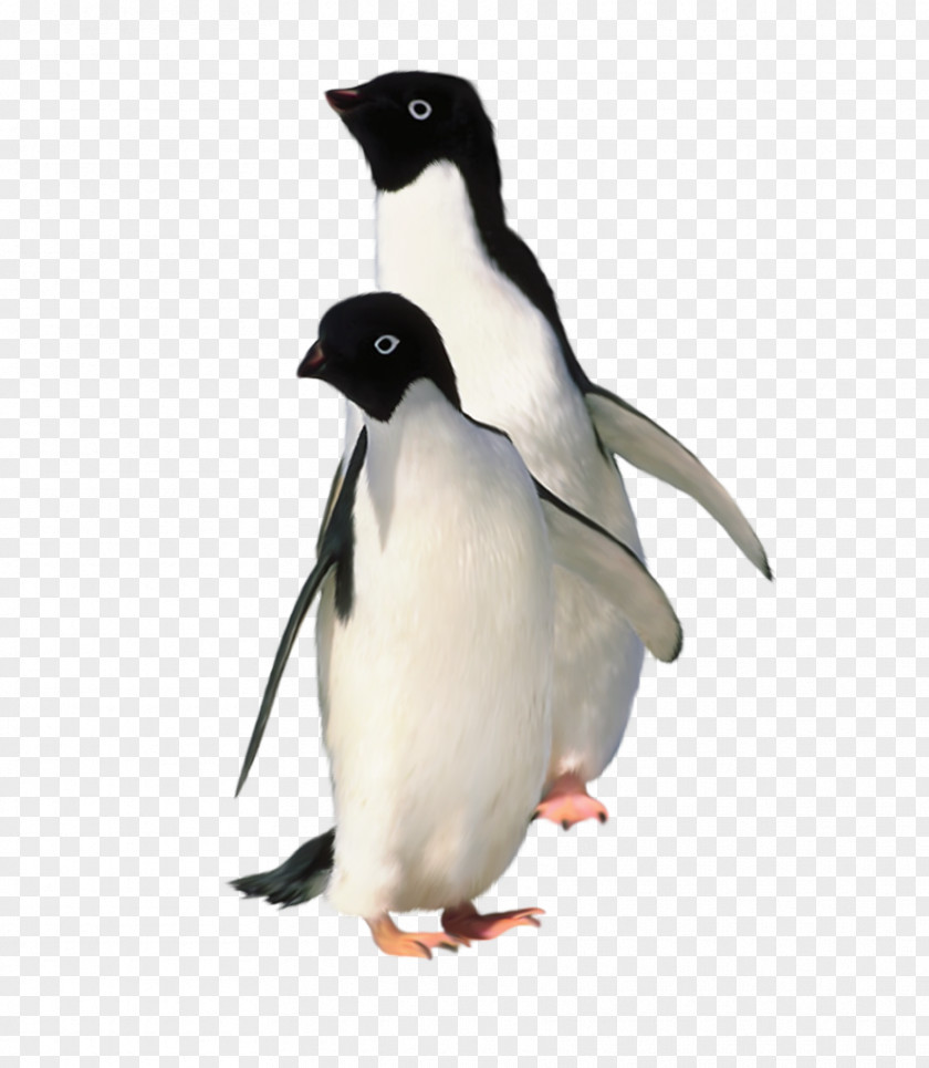 Penguin Pictures Encounter Antarctica Emperor King PNG
