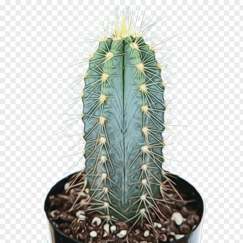 Acanthocereus Tetragonus Hedgehog Cactus Cartoon PNG