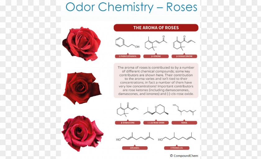 Bad Smell Garden Roses Organic Chemistry Odor Chemical Compound PNG