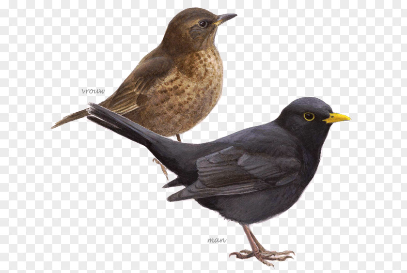 Bird Common Blackbird Grenzeloos Vogels Kijken: In Een Jaar De Wereld Rond House Sparrow BirdLife Netherlands PNG
