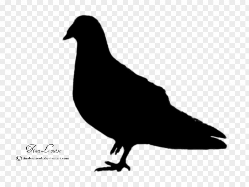 Pigeon Domestic Columbidae Bird Silhouette PNG