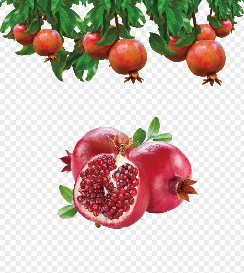Pomegranate Granada Juice Fruit Food PNG